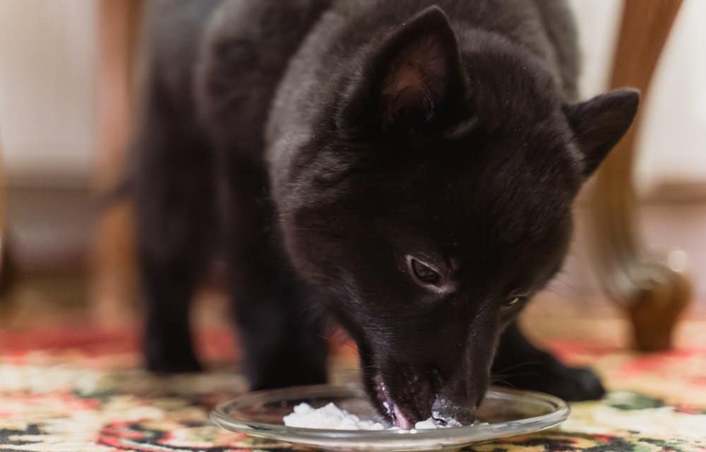 Can my dog have cottage cheese? - Betterpet