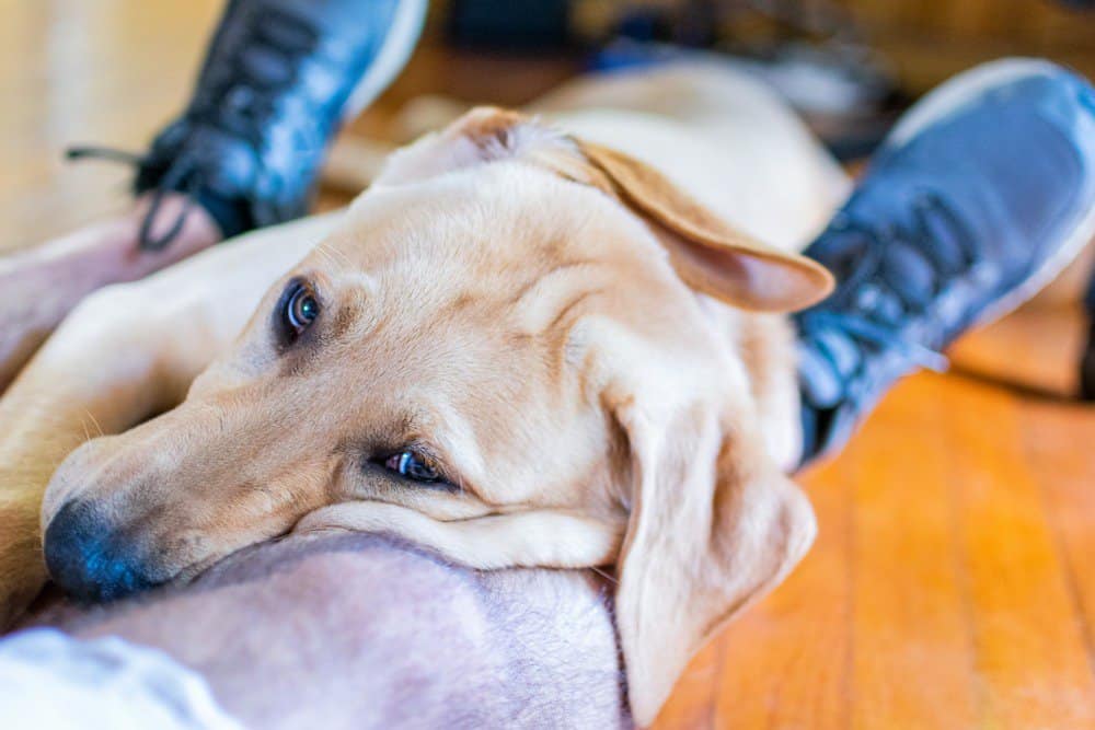Labrador retriever lying on a man‘s legs