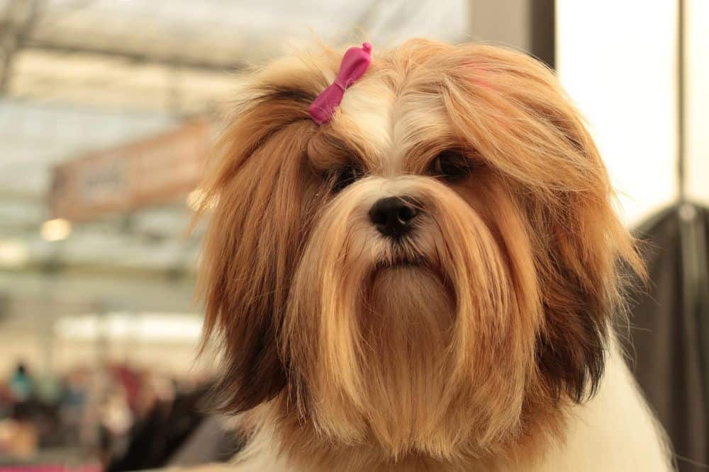 Lhasa apso with pink bow