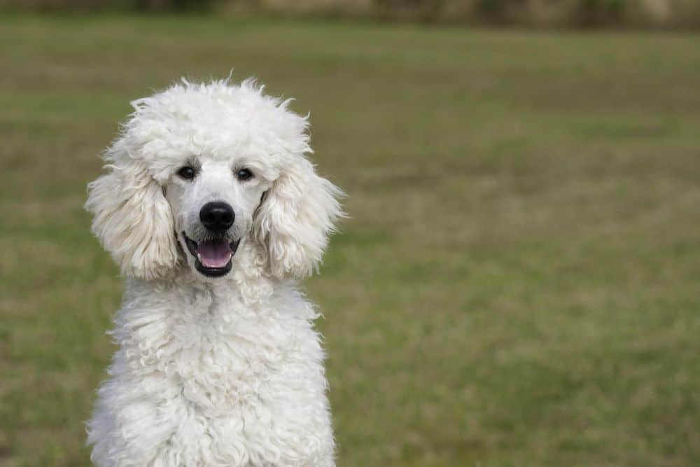 Poodle at the park