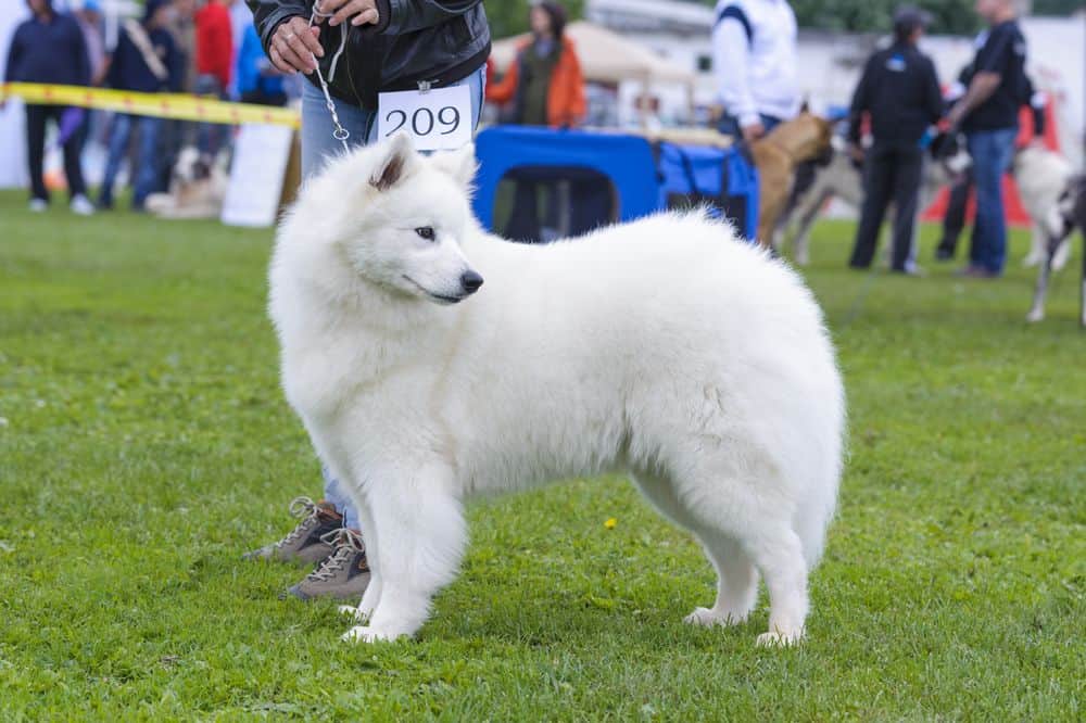 American Eskimo dog training in a competition.