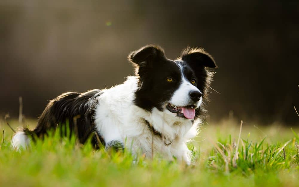 Border collies in field