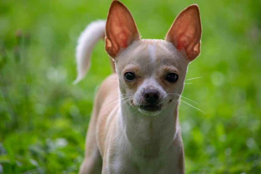 Chihuahua in a green field