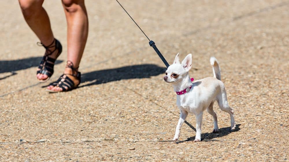 Chihuahua walking