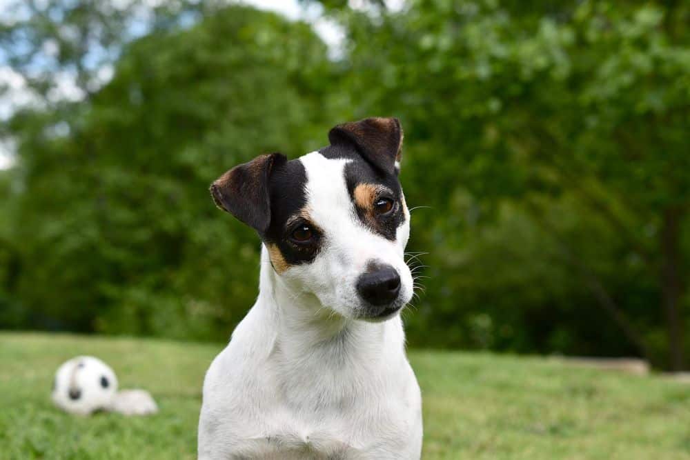 Jack Russell Terrier looking at camera