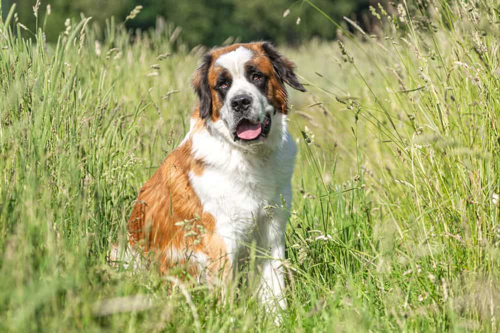 St. Bernard: Dog breed characteristics & care