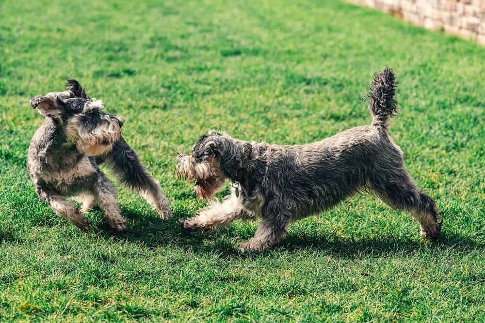 Two medium energy dog breeds playing in the yard.