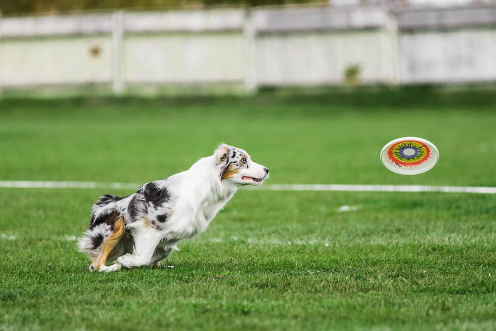 Australian shepherd chasing frisbee