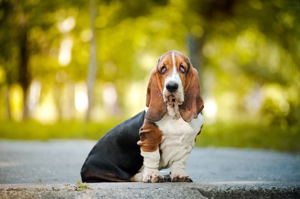Low-energy dog breed, the Basset hound