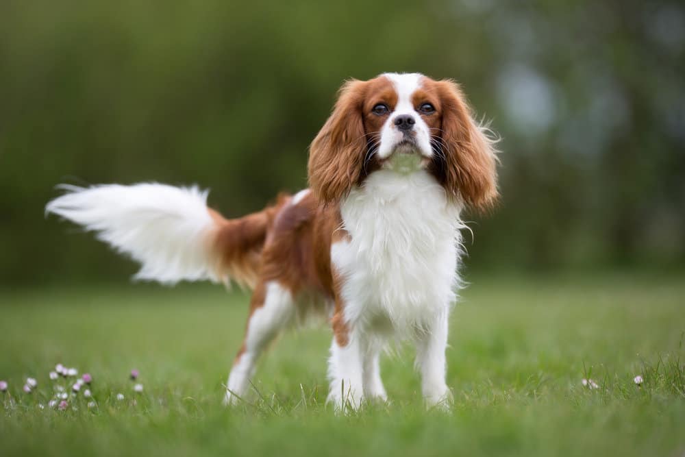 Low-energy dog breed, the Cavalier king charles spaniel