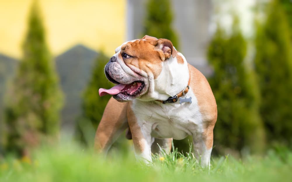 Low-energy dog breed, the English bulldog