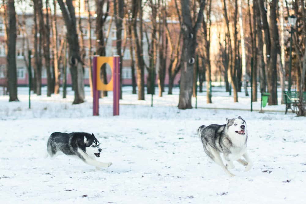 Siberian huskies running in snow