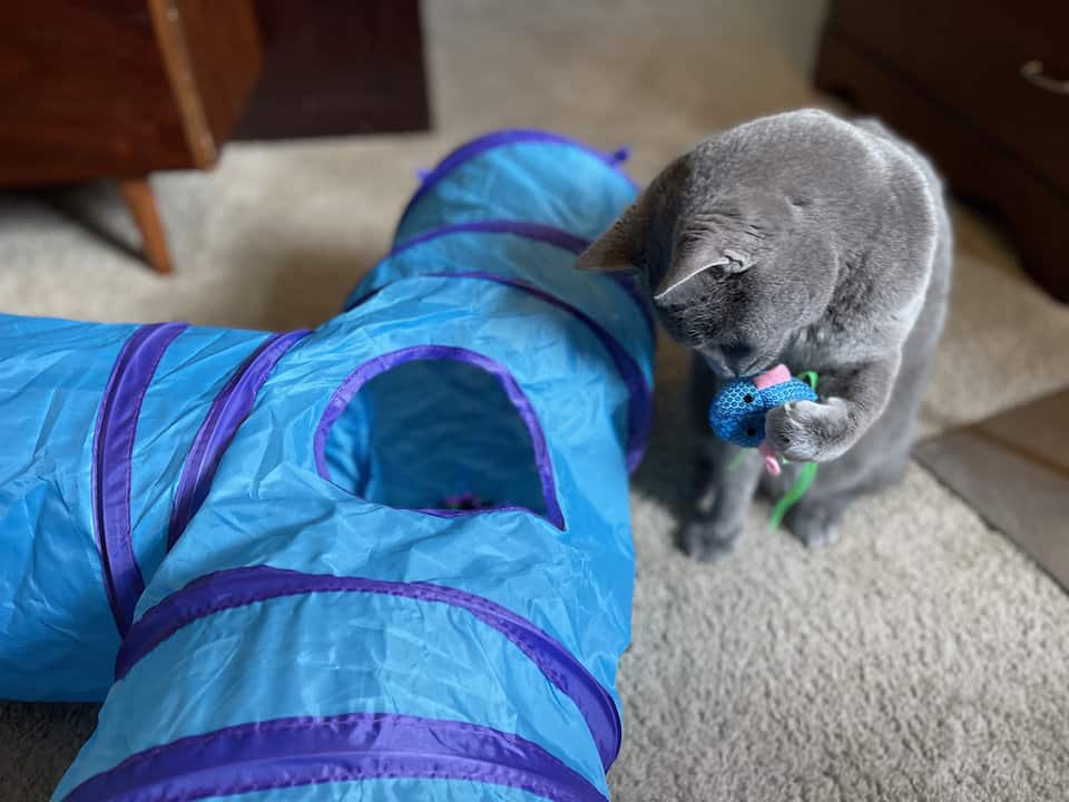 grey-cat-plays-in-tunnel