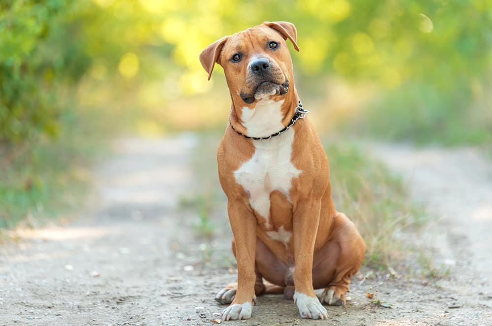 An American Staffordshire terrier standing on a road.