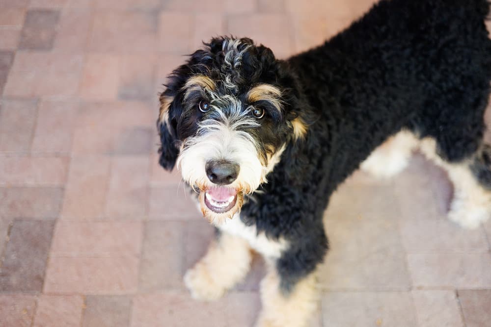 Bernedoodle is a mix of Bernese mountain dogs and poodles.