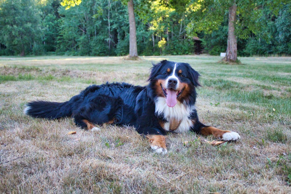 Bernese mountain dog laying in a field