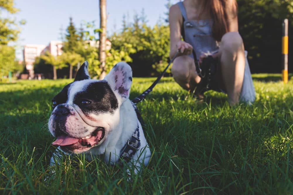 A French bulldog in the park