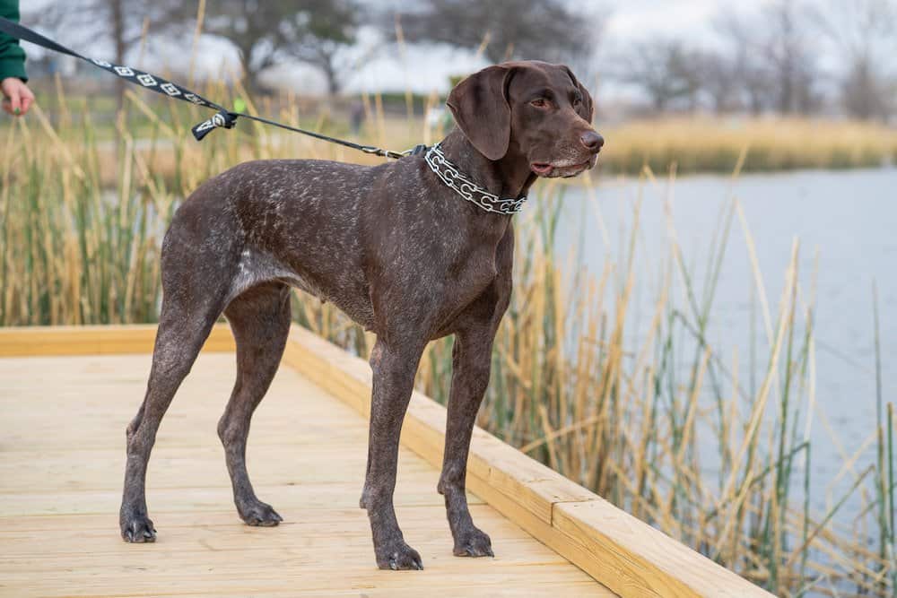 German shorthaired pointer on leash