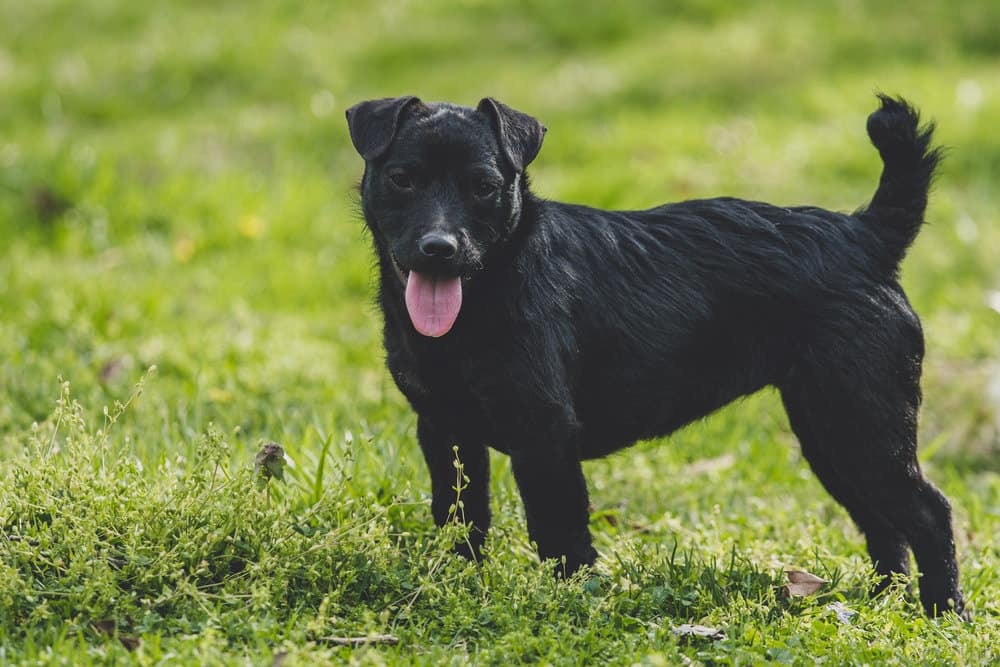 A black Patterdale terrier outside.