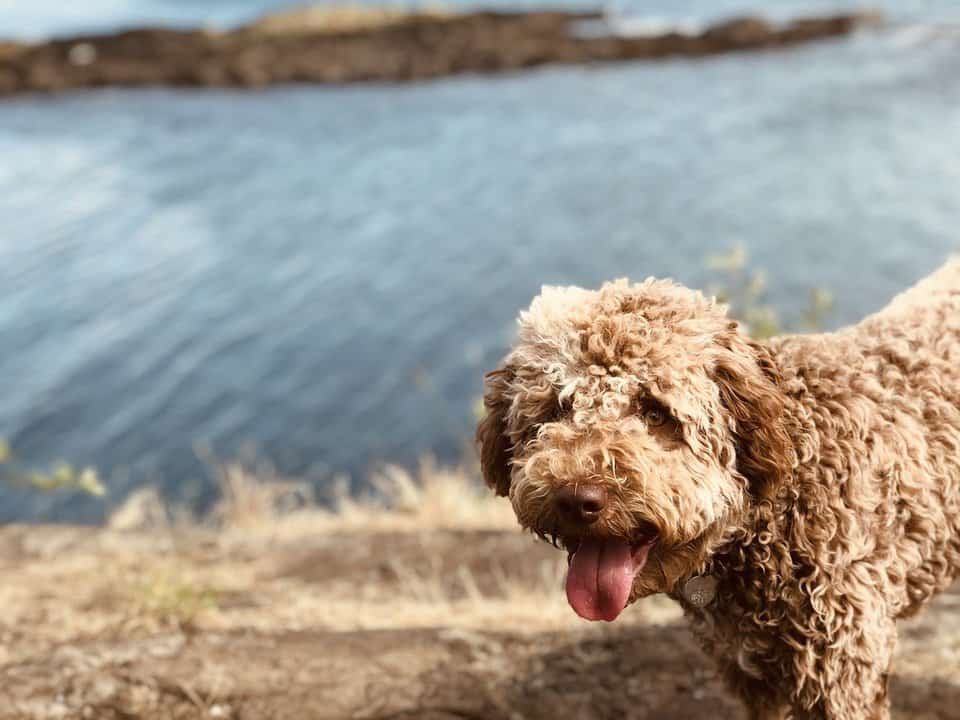 A brown lagotto Romagnolo by the water.