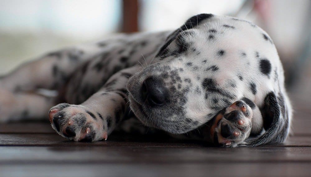 A Dalmation puppy sleeping.
