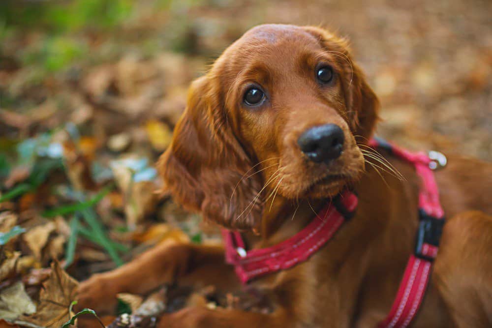 Irish setter puppy in the leaves