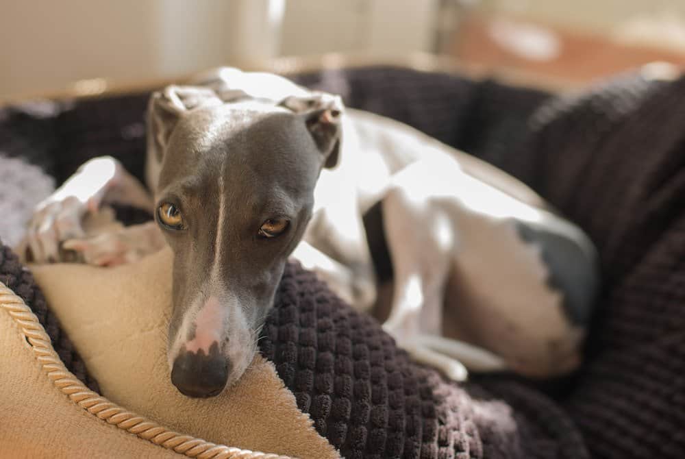 Italian greyhound resting indoors on a dog bed.