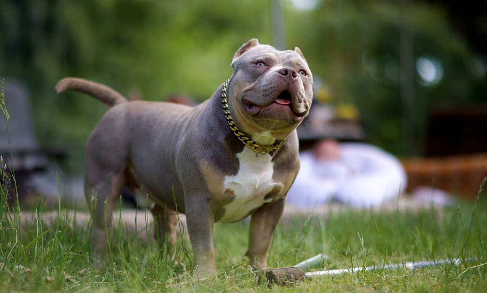 Pocket bully exercising in a field