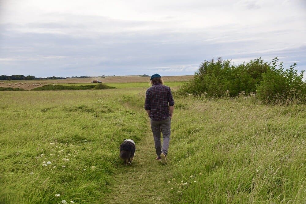 Shetland sheepdog on a walk