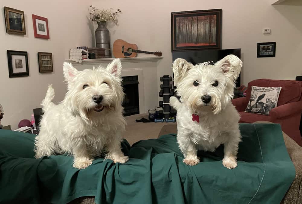 Two West Highland white terriers on the back of a couch.