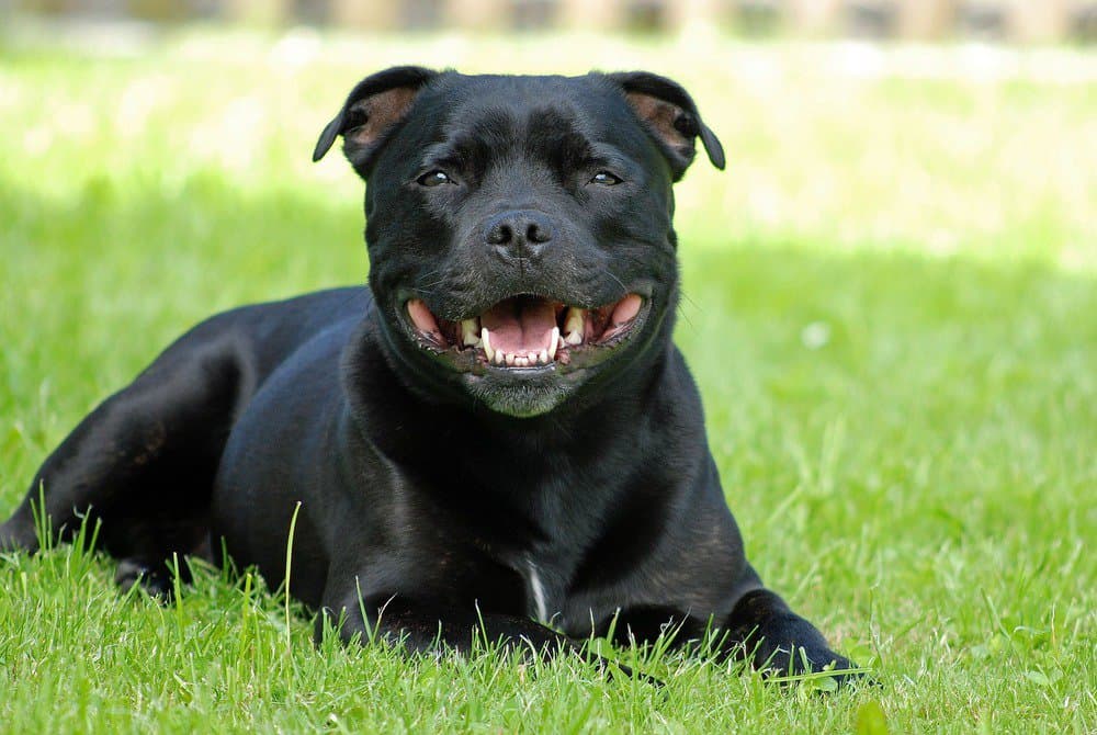 Black Staffordshire bull terrier laying in the grass.