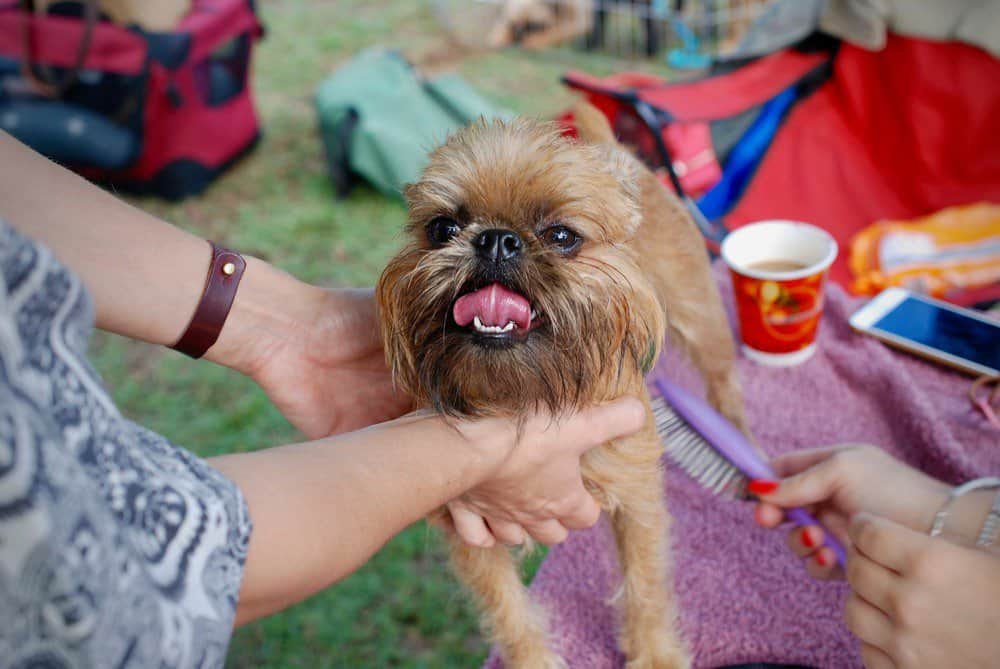 Brussels griffon being brushed outside