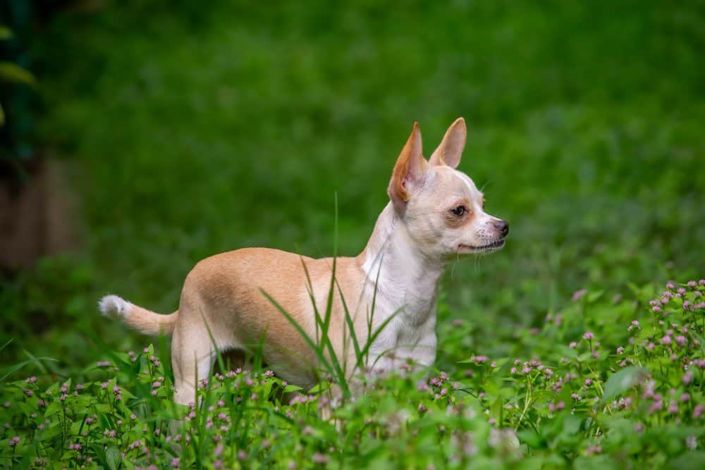 Chihuahua standing in grass