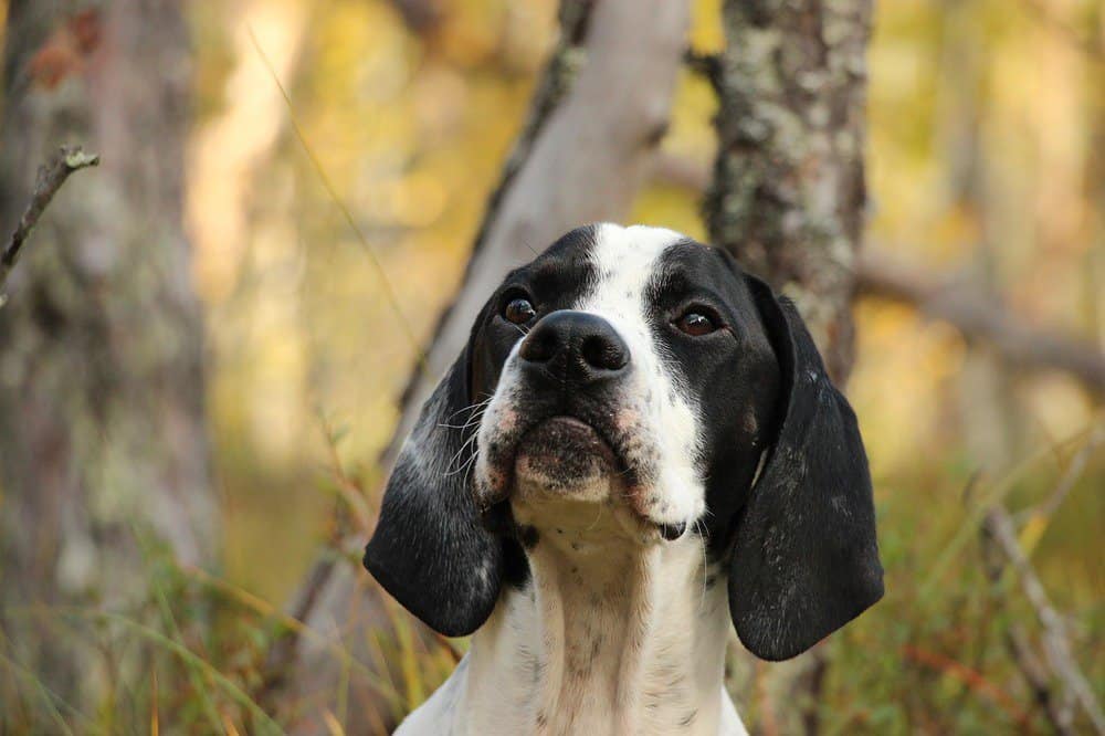 Cluseup of an English pointer outside