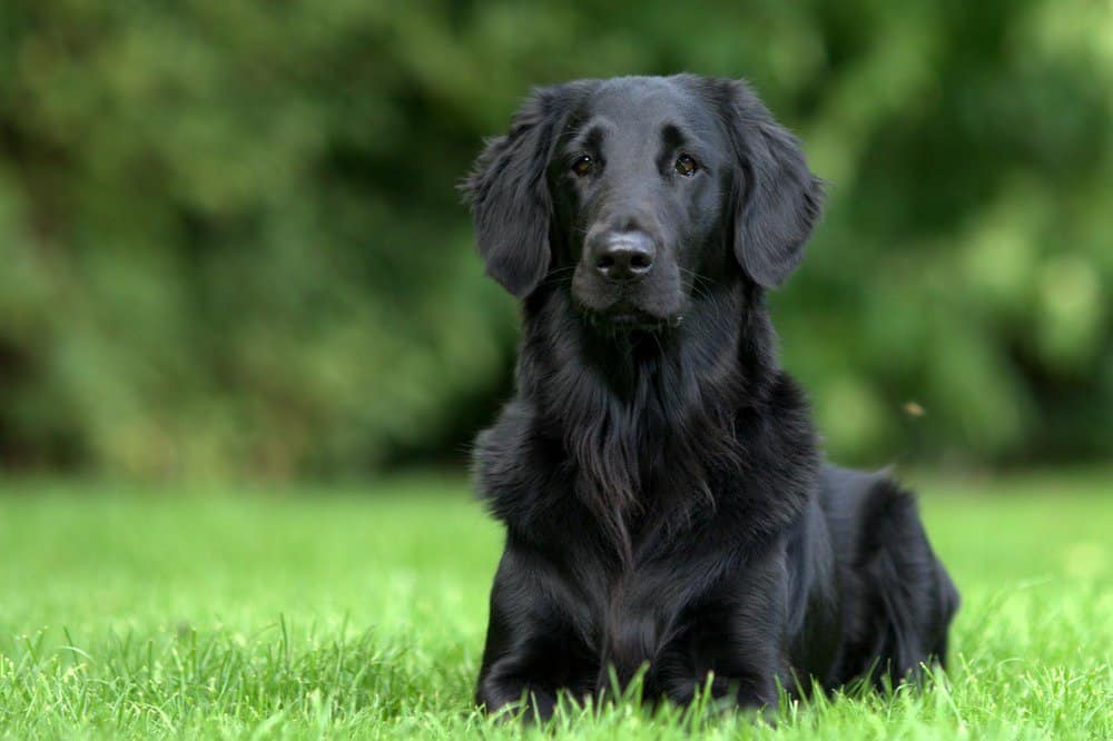 tør mor Regn Flat-coated retriever: Dog breed characteristics & care