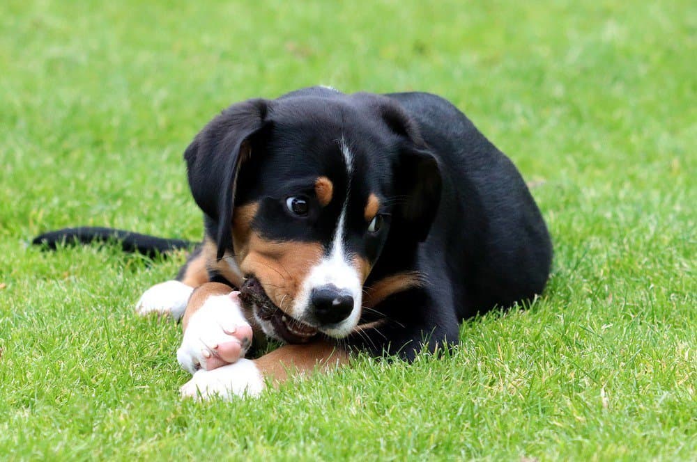 Greater Swiss mountain dog puppy laying on the ground.