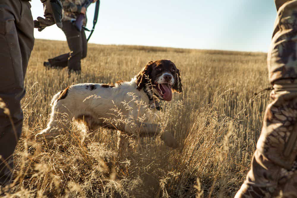best hunting dogs