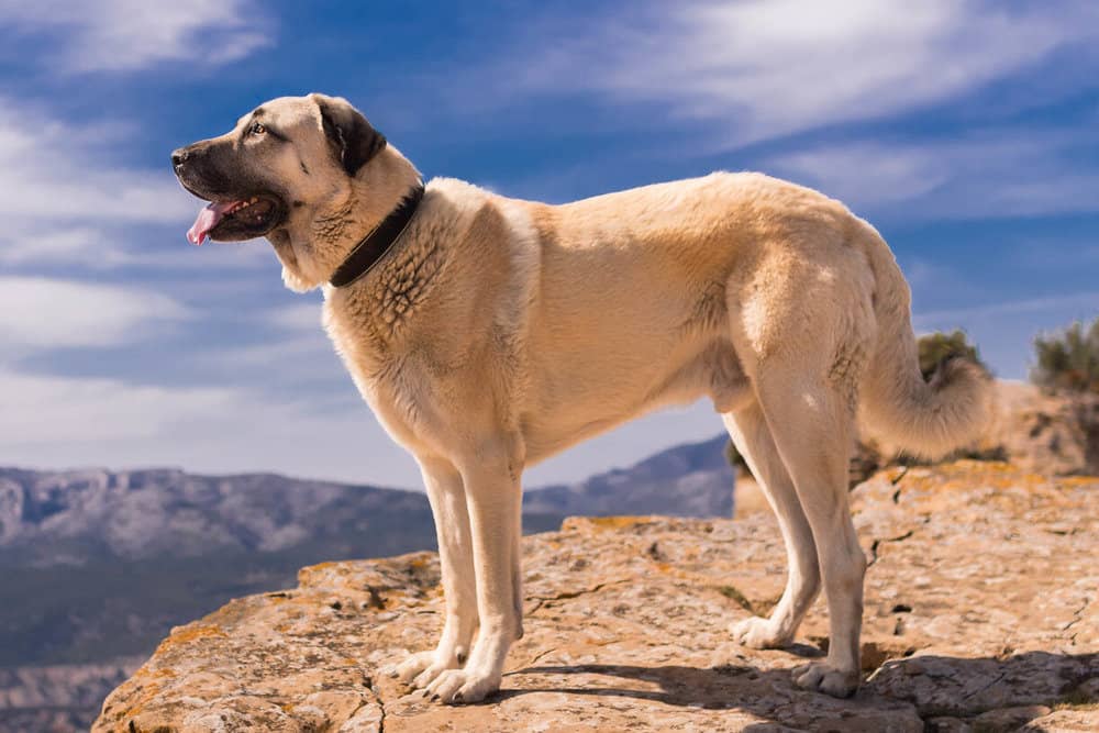 A kangal standing on a mountain.