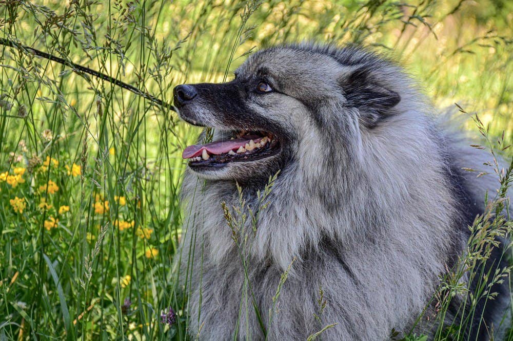 Keeshond close up with tall grass in the background