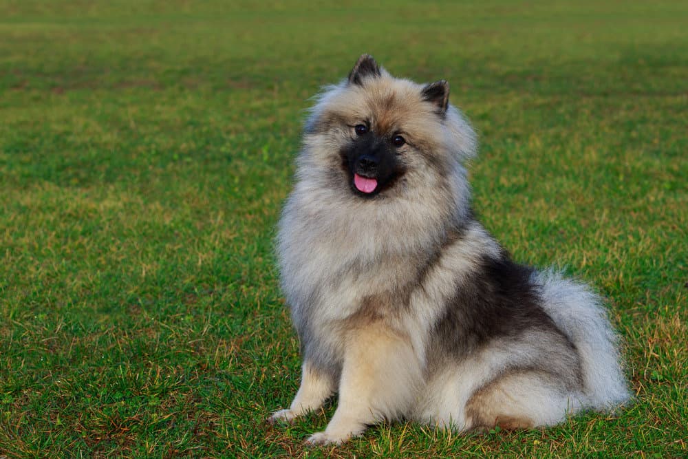 Keeshond sitting in grass