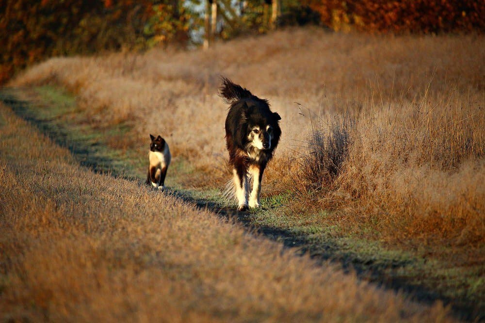 A dog and a cat walking on a pathway outside