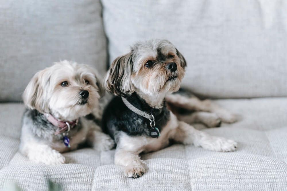 Morkie dogs on couch