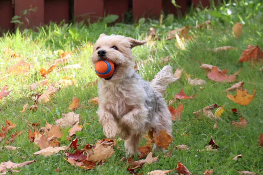 Morkie playing with a ball