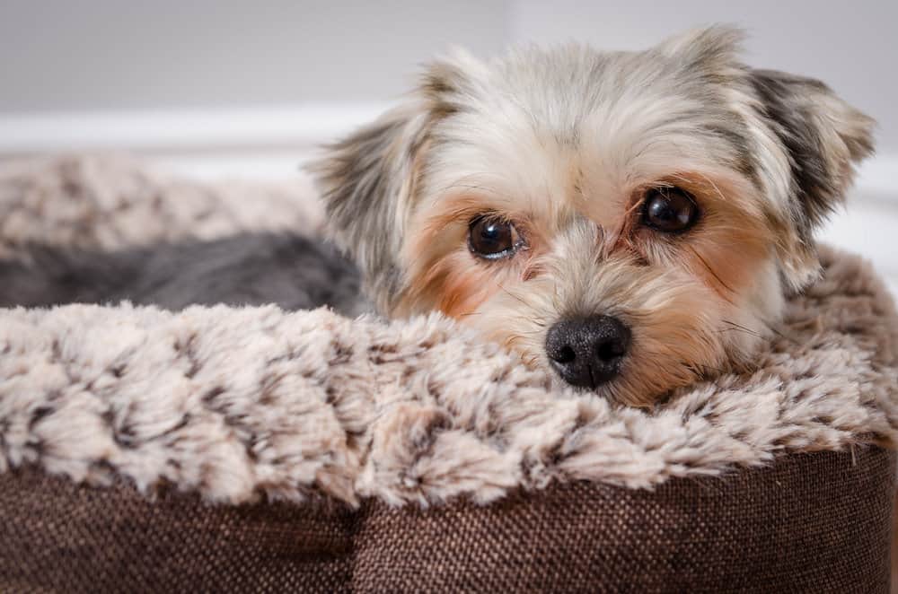 Morkie resting in a dog bed.