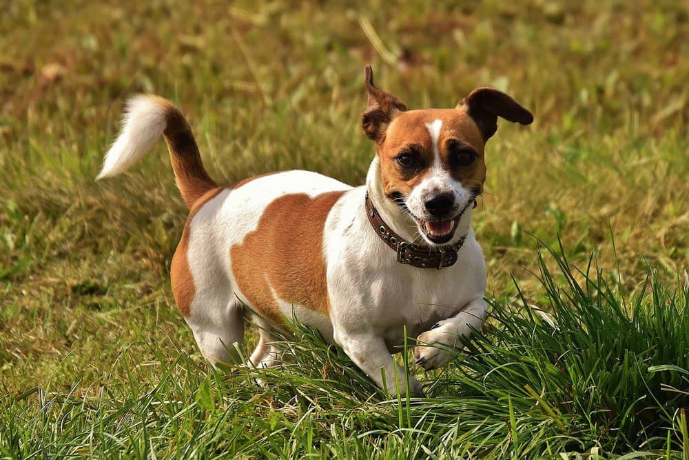 Russell terrier running through grass
