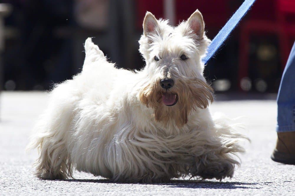 A white Scottish terrier on a leashed walk.
