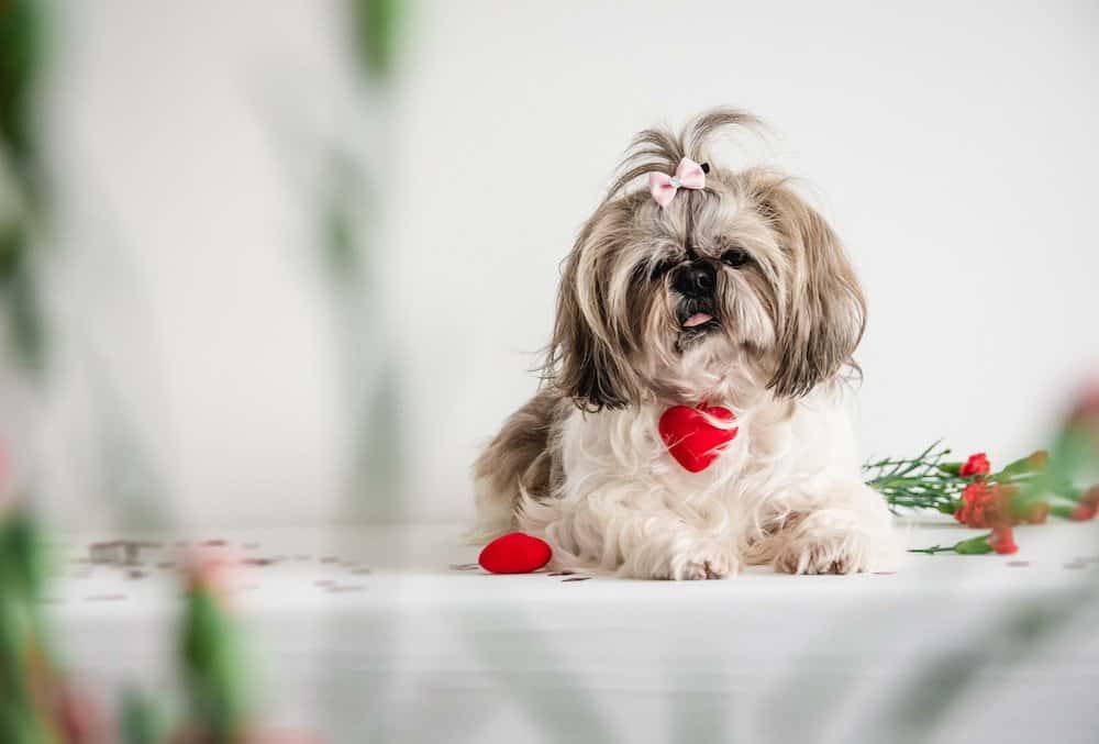 Shih Tzu with their hair up in a bow and with a cute collar