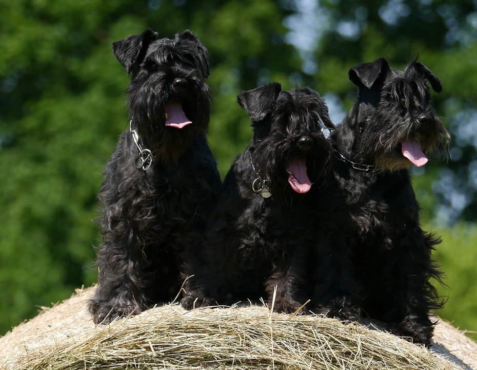 Three black standard schnauzers sitting on a bale of hay