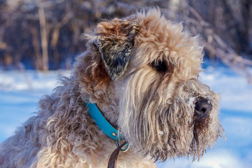 Wheaten terrier in snow