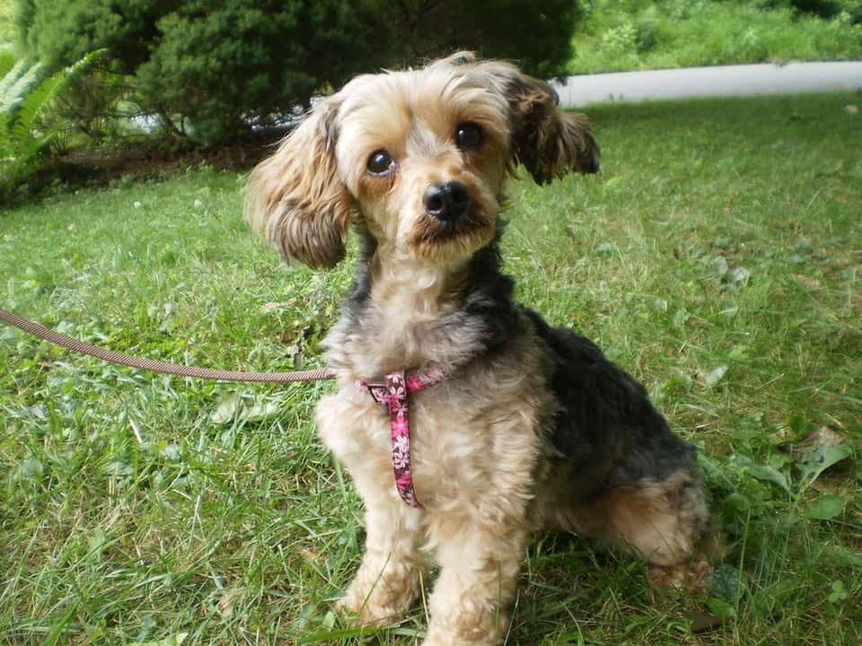 Yorkiepoo sitting outside in the grass